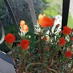 Apartmán La Perla Del Golfo